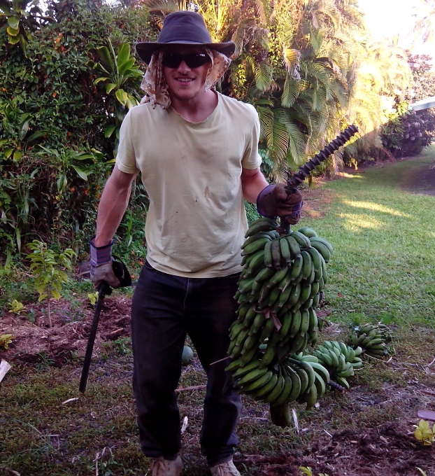 banana harvest with ned 2